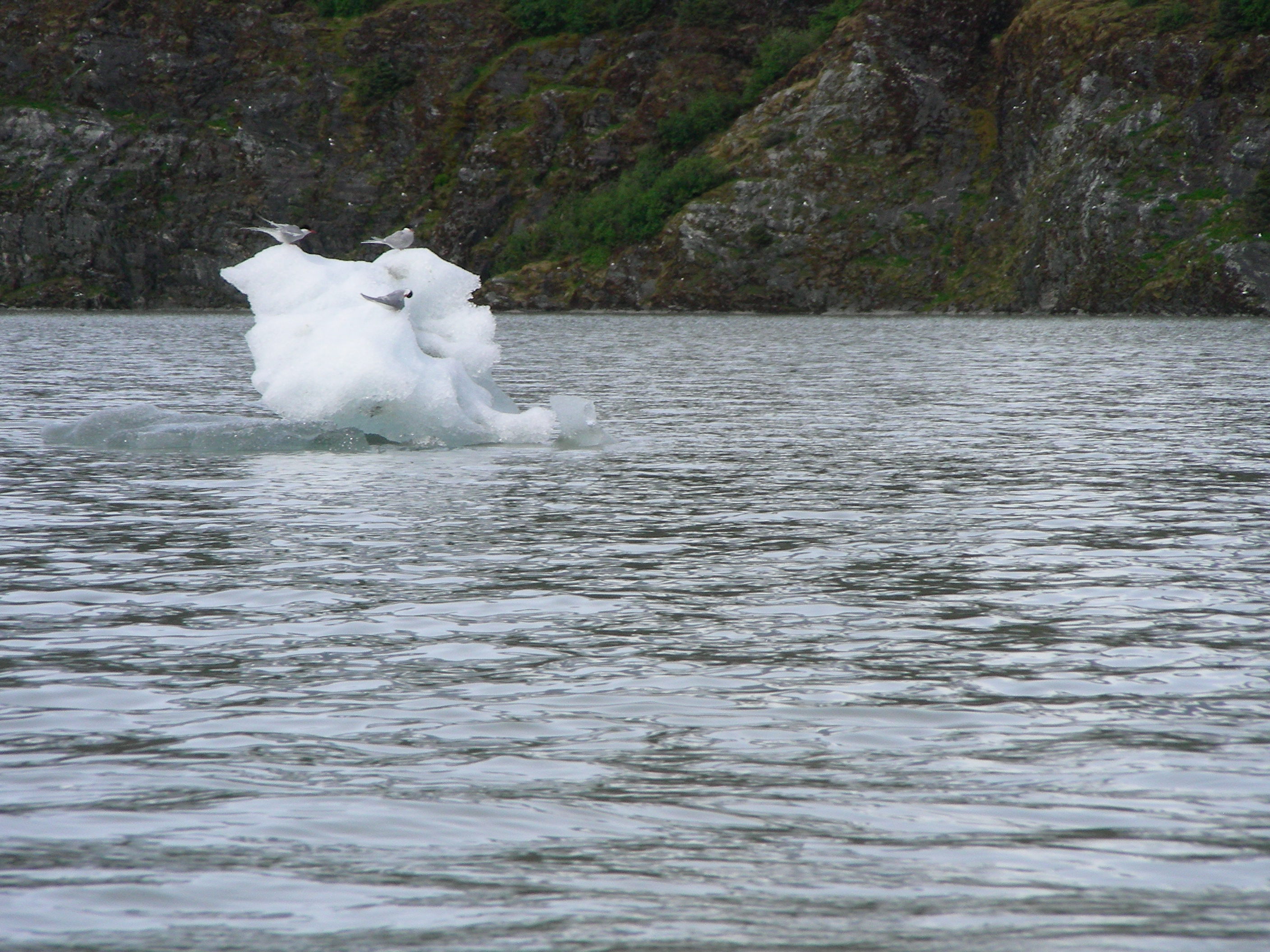 ./2017/08 - Alaska Cruise/08 - Juneau/DSCN9480.JPG